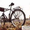 surly-ateliers-fourmi–2